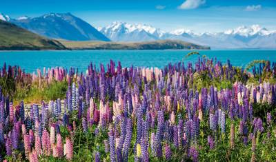 Highlights of New Zealand — 3