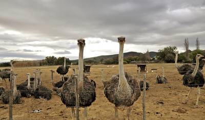 Flying visit to South Africa - Small Group Tour — 4