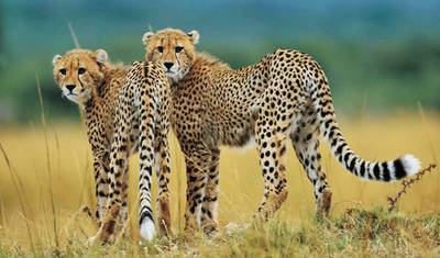 Flying visit to South Africa - Small Group Tour — 5