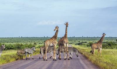 Mpumalanga - W królestwie dzikich zwierząt — 2