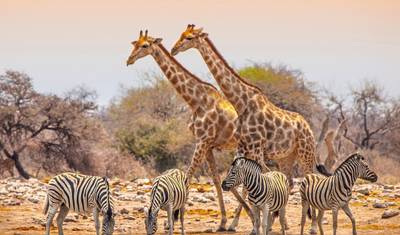 Pacote de excursão Parque Nacional Etosha — 4