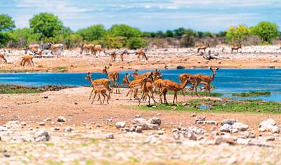 Pacote de excursão Parque Nacional Etosha — 5