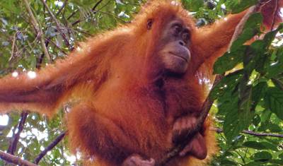 Treasures of Indonesia (private tour) — 3