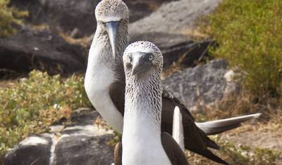 Highlights of the Galapagos - 14 days — 2