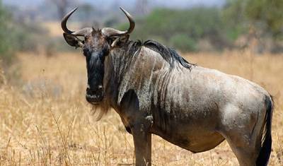 Maravilhosos 5 dias: Parque Nacional do Serengeti à Cratera de Ngorongoro — 2