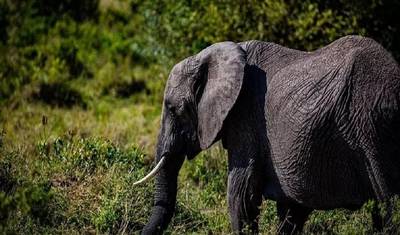 Maravilhosos 5 dias: Parque Nacional do Serengeti à Cratera de Ngorongoro — 4