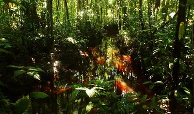 Remote Amazon Experience — 4