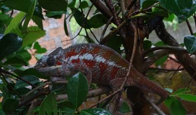 Andasibe With The South To Experience Madagascar From Every Angle — 5