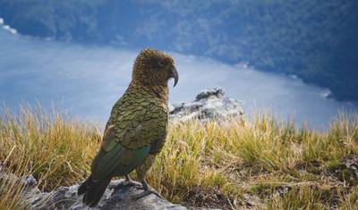 Explorando as Maravilhas da Nova Zelândia, incluindo as Ilhas Norte e Sul (de Auckland a Queenstown) (2026) — 4