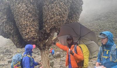 Wspinaczka na Kilimandżaro Machame Route 7 dni — 4
