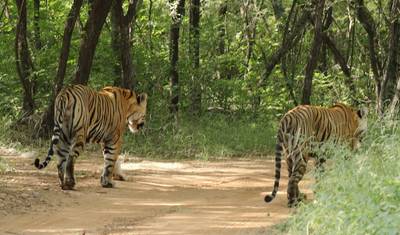 4-dniowa wycieczka Złoty Trójkąt z safari tygrysami w Ranthambore z Delhi — 2