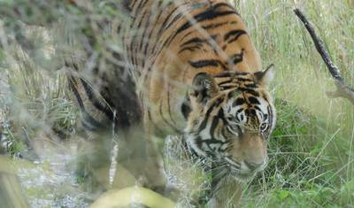 4-dniowa wycieczka Złoty Trójkąt z safari tygrysami w Ranthambore z Delhi — 3
