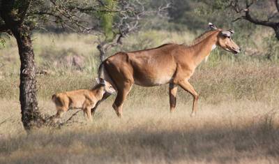4-dniowa wycieczka Złoty Trójkąt z safari tygrysami w Ranthambore z Delhi — 4