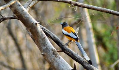 4-dniowa wycieczka Złoty Trójkąt z safari tygrysami w Ranthambore z Delhi — 5
