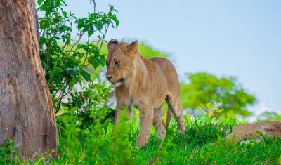 7 Dias de Safari: A Grande Migração e Travessia do Rio — 4