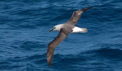 Antarctic Peninsula Beyond the Polar Circle — 5