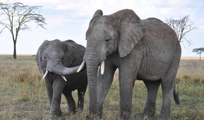Safari de 3 Dias em Tarangire, Ngorongoro e Manyara saindo de Moshi — 2