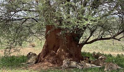 Safari de 3 Dias em Tarangire, Ngorongoro e Manyara saindo de Moshi — 3