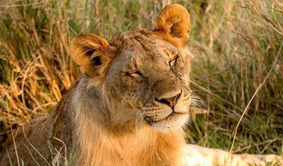 Safari de 3 Dias em Tarangire, Ngorongoro e Manyara saindo de Moshi — 4
