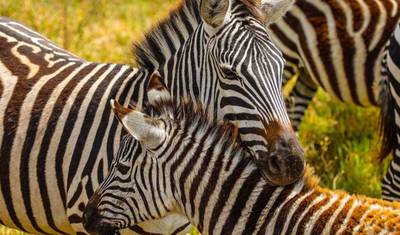 Excursão de Safári de 3 Dias em Serengeti e Ngorongoro saindo de Zanzibar — 2