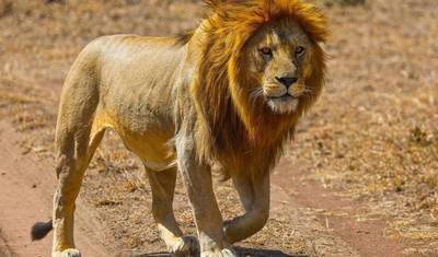 Excursão de Safári de 3 Dias em Serengeti e Ngorongoro saindo de Zanzibar — 3