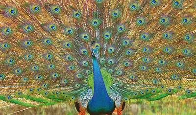Wildlife Safari — 2