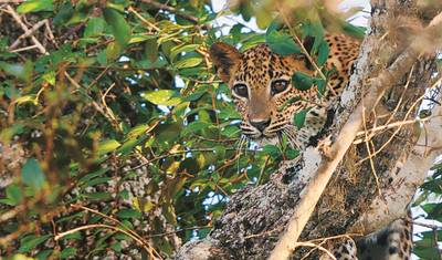 Wildlife Safari — 3