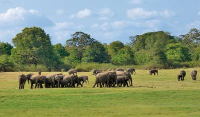 Wildlife Safari — 4