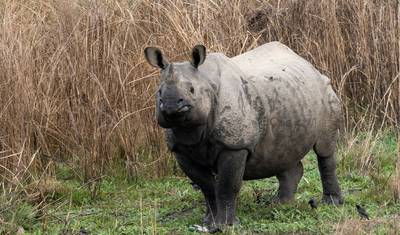 (6N/7D) Nepal Tour Kathmandu – Pokhara - Chitwan — 3