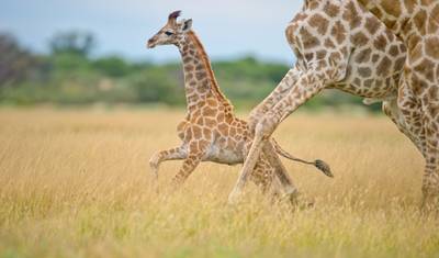 Botswana - Trans Kalahari — 2