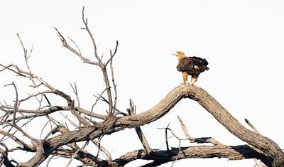 Botswana - Trans Kalahari — 5