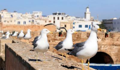 Prywatna wycieczka jednodniowa do Essaouiry z Marrakeszu – Wybrzeże Atlantyckie, malownicze widoki i urok wybrzeża — 4