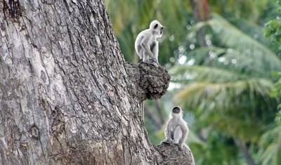 Sri Lanka's cultural highlights and the highlands (group tour) — 4