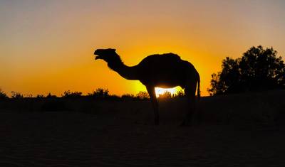 Sahara-Trekking 6 Days (Walk with nomads and camels) — 5