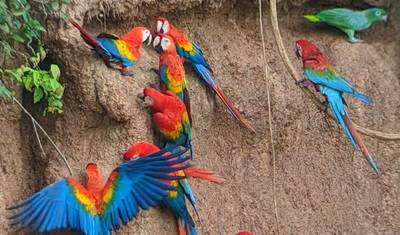 6 Days Amazon Adventure for Gay Travelers — 2