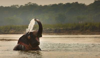 Passeio de Safári em Chitwan — 2