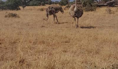 2 Days 1 Night Amboseli National Park — 5