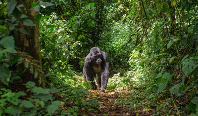 Kenya to Uganda Overland Safari with Participation Camping — 2