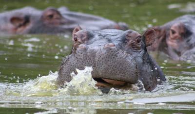 Safári Terrestre Gorilas de Uganda e Acampamento Participativo — 4