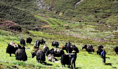 Chomolhari Trek — 3