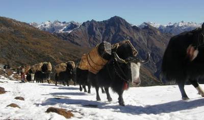 Chomolhari Trek — 4