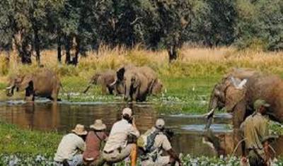 Aproveite a Melhor Oferta de Safari a Pé na Tanzânia: Serengeti & Manyara — 4