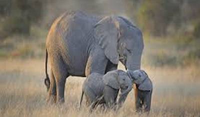 2 Days Tanzania Private Safari — 3