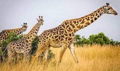 Join Camping 4 Days Tanzania Private Safari — 4