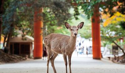 Japonia na Wystawę Światową — 5