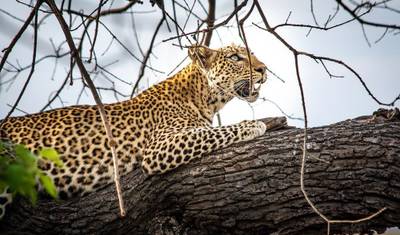 Ultimate East Africa Safari: 13-Day Kenya & Tanzania Migration Adventure — 2