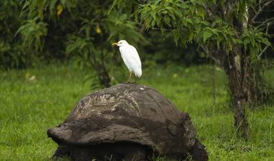 Best of the Galapagos — 2