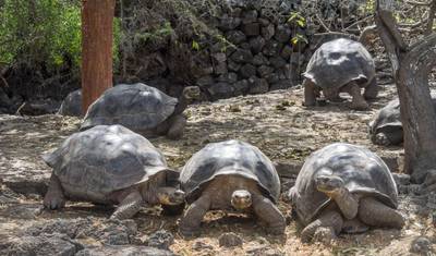 Best of the Galapagos — 4