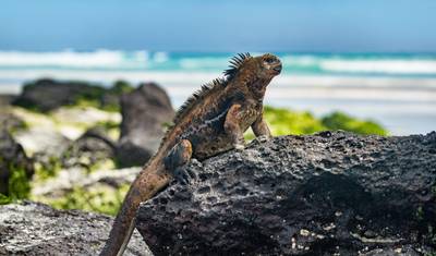Best of the Galapagos — 5