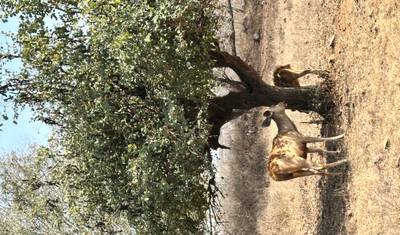 Luxury Taj and Tigers Safari — 3